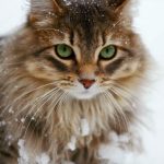 safely take your cat on winter vacation