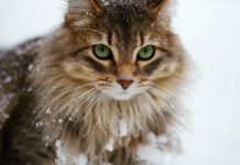 safely take your cat on winter vacation