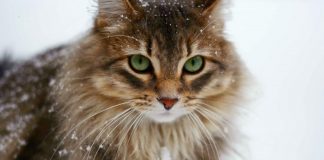 safely take your cat on winter vacation