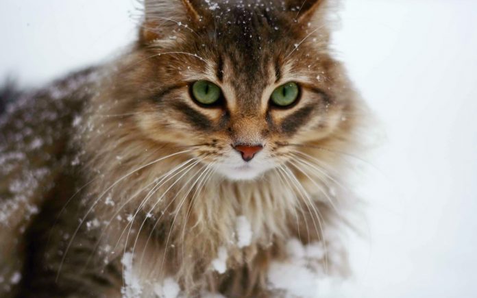 safely take your cat on winter vacation