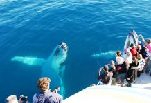 Australia’s Fraser Island, sand, waters and forests brought together