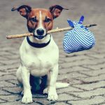 Best tips for travelling with your dog on vacation