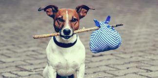 Best tips for travelling with your dog on vacation