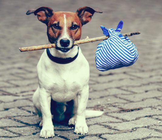 Best tips for travelling with your dog on vacation