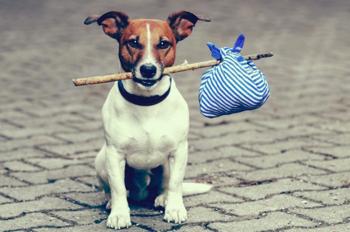 Best tips for travelling with your dog on vacation
