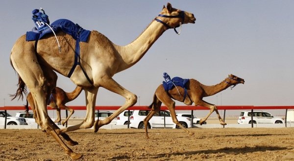 Camel racing in the United Arab Emirates