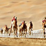 Camel racing in the United Arab Emirates