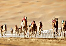 Camel racing in the United Arab Emirates