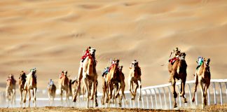 Camel racing in the United Arab Emirates