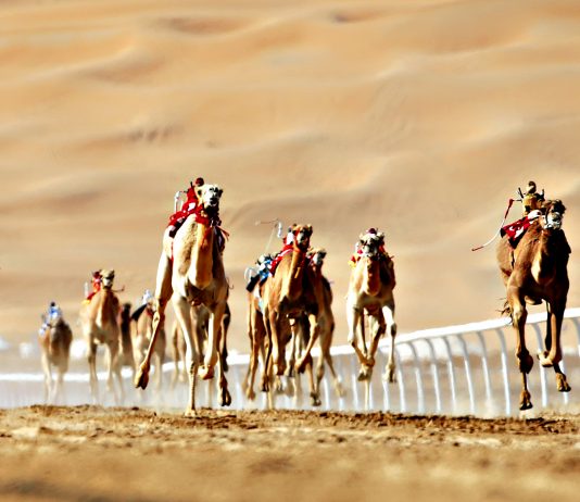 Camel racing in the United Arab Emirates