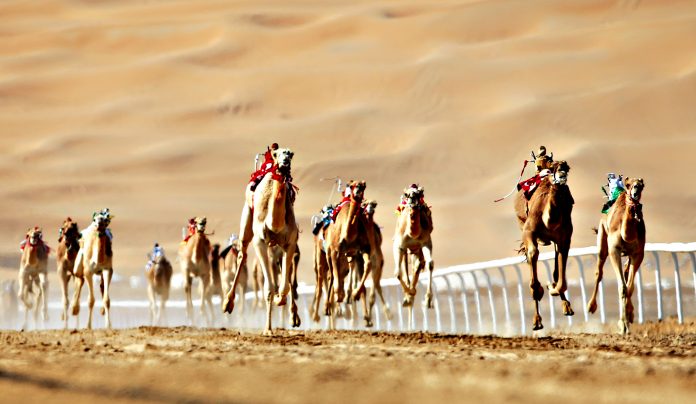 Camel racing in the United Arab Emirates