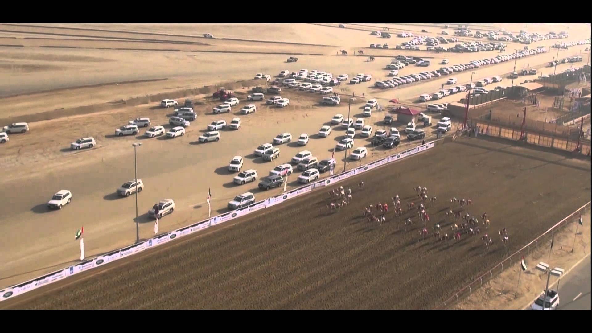 Camel racing in the United Arab Emirates