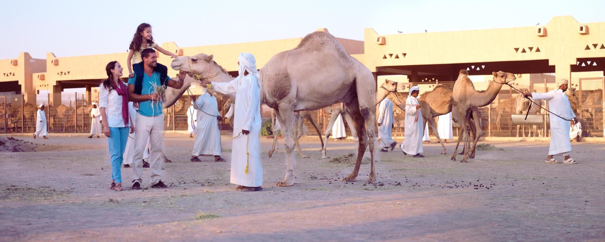 Camel racing in the United Arab Emirates