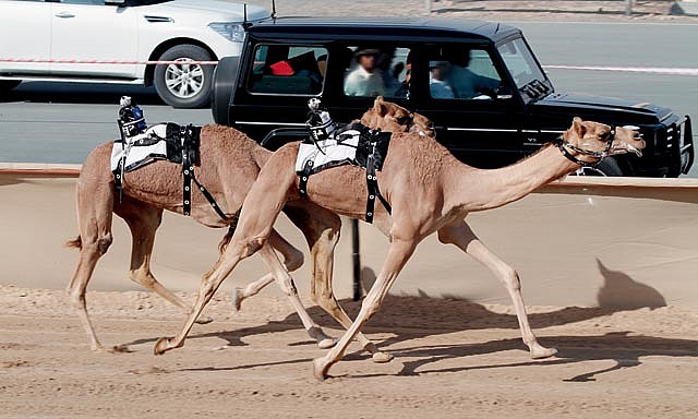 Camel racing in the United Arab Emirates