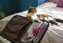 How to choose the perfect travel crate for your pet