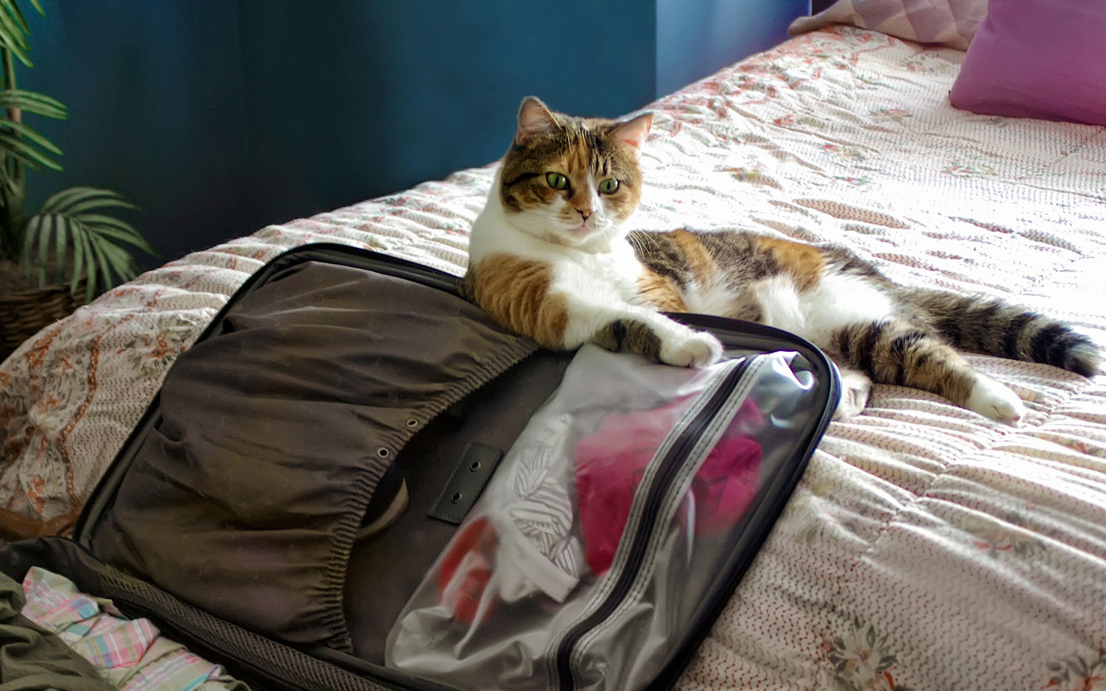 travel cat pet