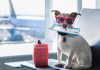 How to safely fly with your dog