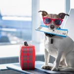 How to safely fly with your dog