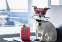 How to safely fly with your dog