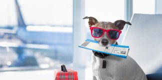 How to safely fly with your dog