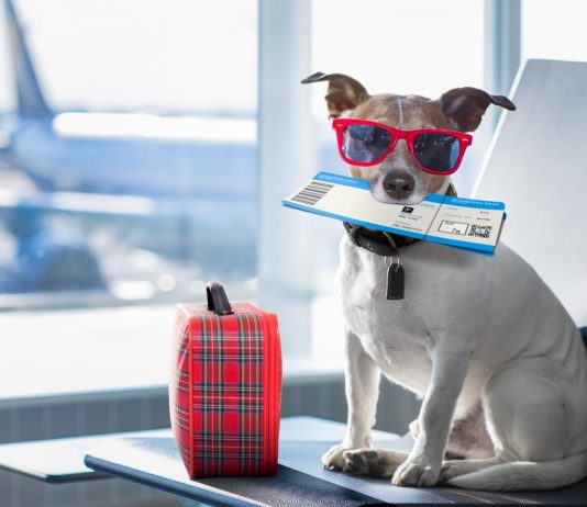 How to safely fly with your dog