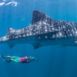 Top snorkeling destinations