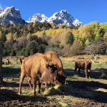 Top kids-friendly venues - Lacuniacha Wildlife Park