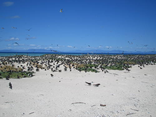 The Great Barrier Reef