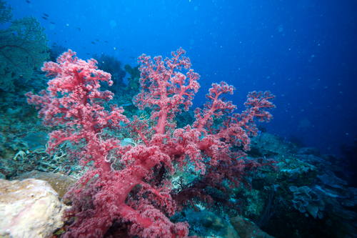 The Great Barrier Reef