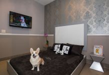Tips for choosing a hotel when accompanying your dog