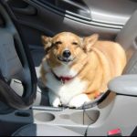 Top tips for a safe ride with your dog