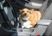 Top tips for a safe ride with your dog