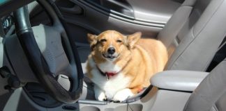 Top tips for a safe ride with your dog